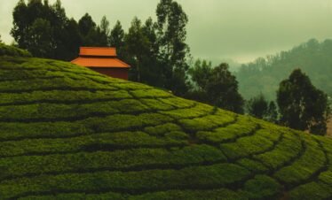 Ooty short break — panoramic view of Nilgiri Hills misty mountain valleys and lush green tea plantations at sunrise