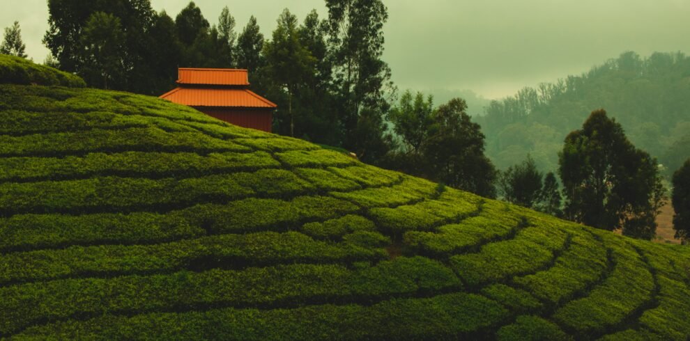 Ooty short break — panoramic view of Nilgiri Hills misty mountain valleys and lush green tea plantations at sunrise