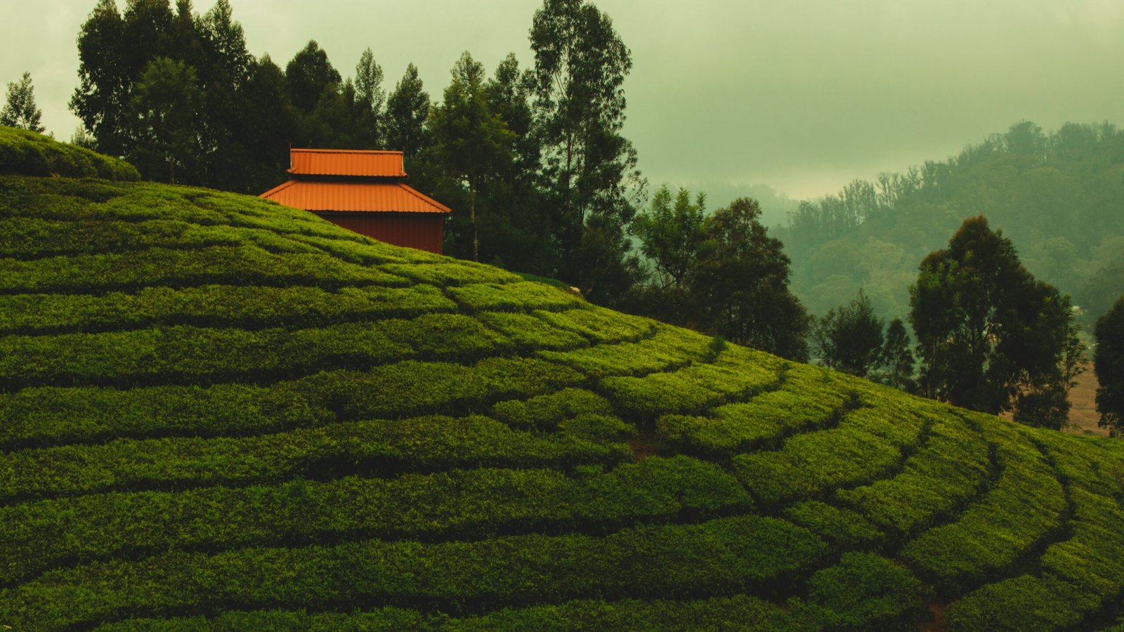 Ooty short break — panoramic view of Nilgiri Hills misty mountain valleys and lush green tea plantations at sunrise