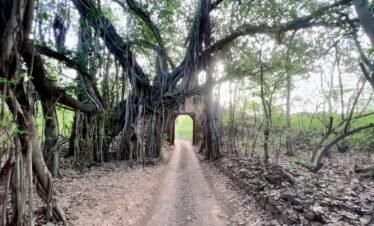 Ranthambore tiger safari — Bengal tiger walking on forest road Ranthambore National Park Rajasthan India