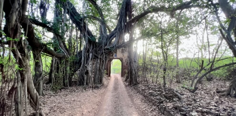 Ranthambore tiger safari — Bengal tiger walking on forest road Ranthambore National Park Rajasthan India