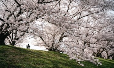 Cherry Blossom Japan Tour 2026 — Sakura Season Group Tour from India