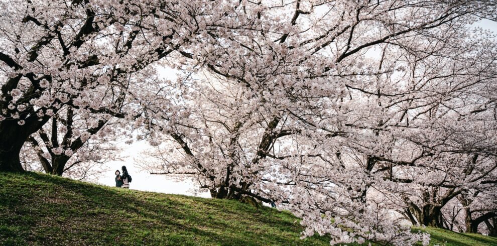 Cherry Blossom Japan Tour 2026 — Sakura Season Group Tour from India