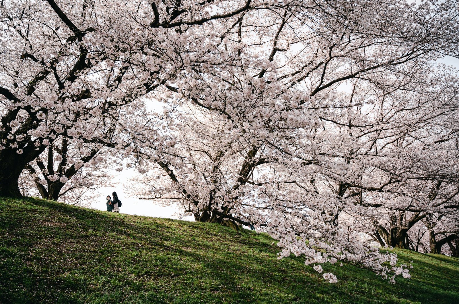 Cherry Blossom Japan Tour 2026 — Sakura Season Group Tour from India